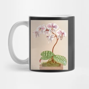 Phalaenopsis schilleriana - botanical illustration Mug